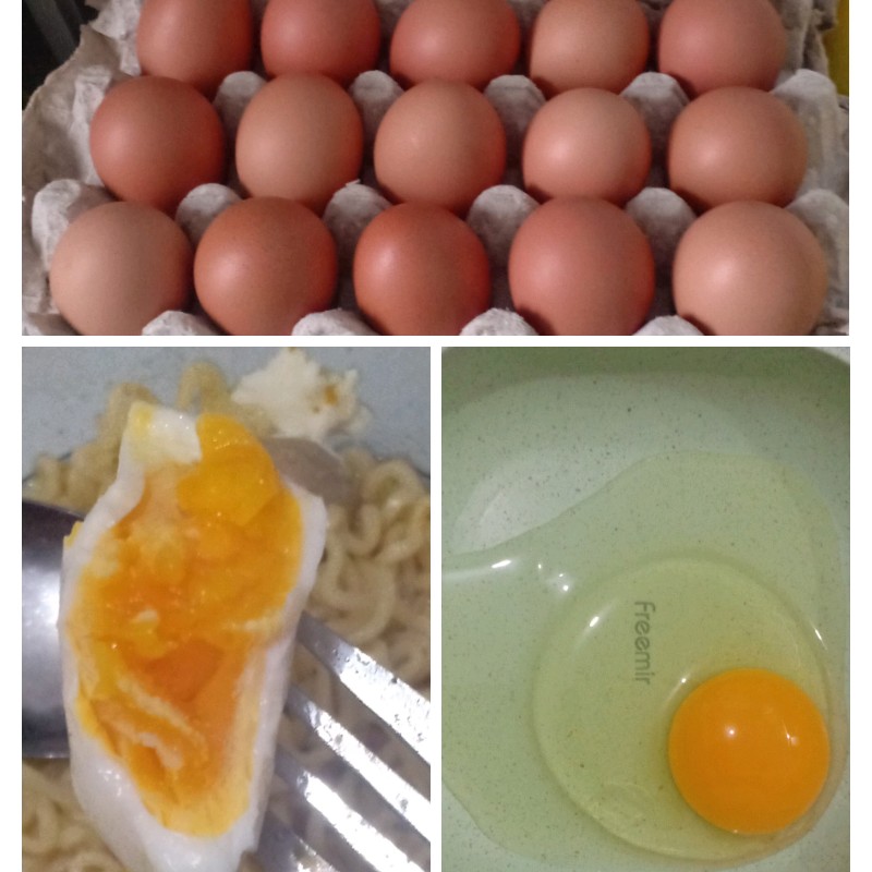 telur